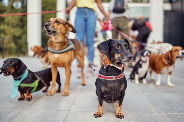 Ogden Pets