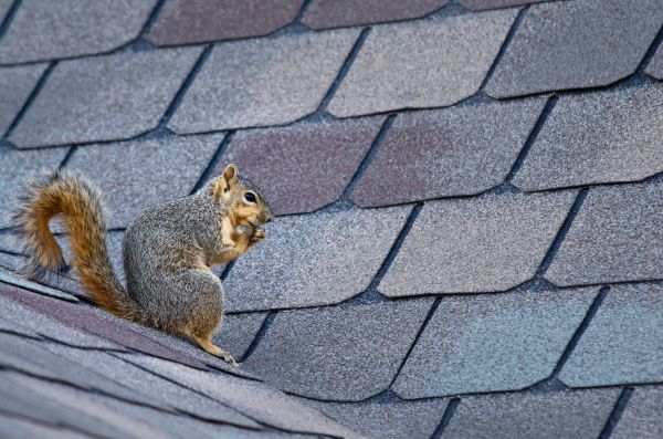 Ogden Wildlife Removal