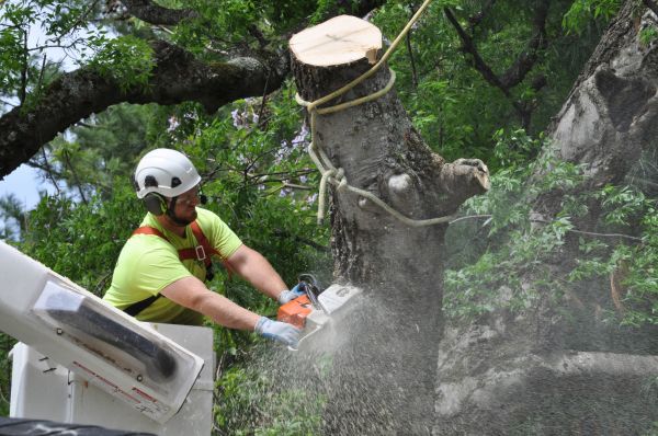 Ogden Tree Trimming