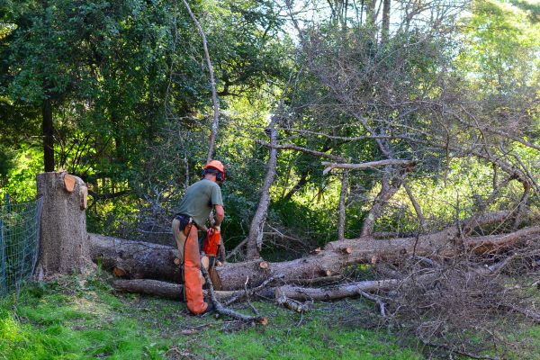 Ogden Tree Removal